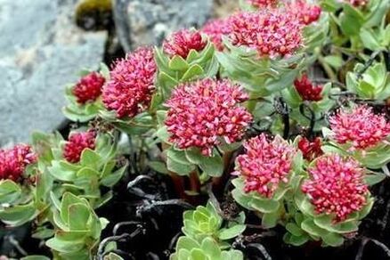 Rhodiola rosa fir d'Potenz vun der Zénkheet ze këmmeren
